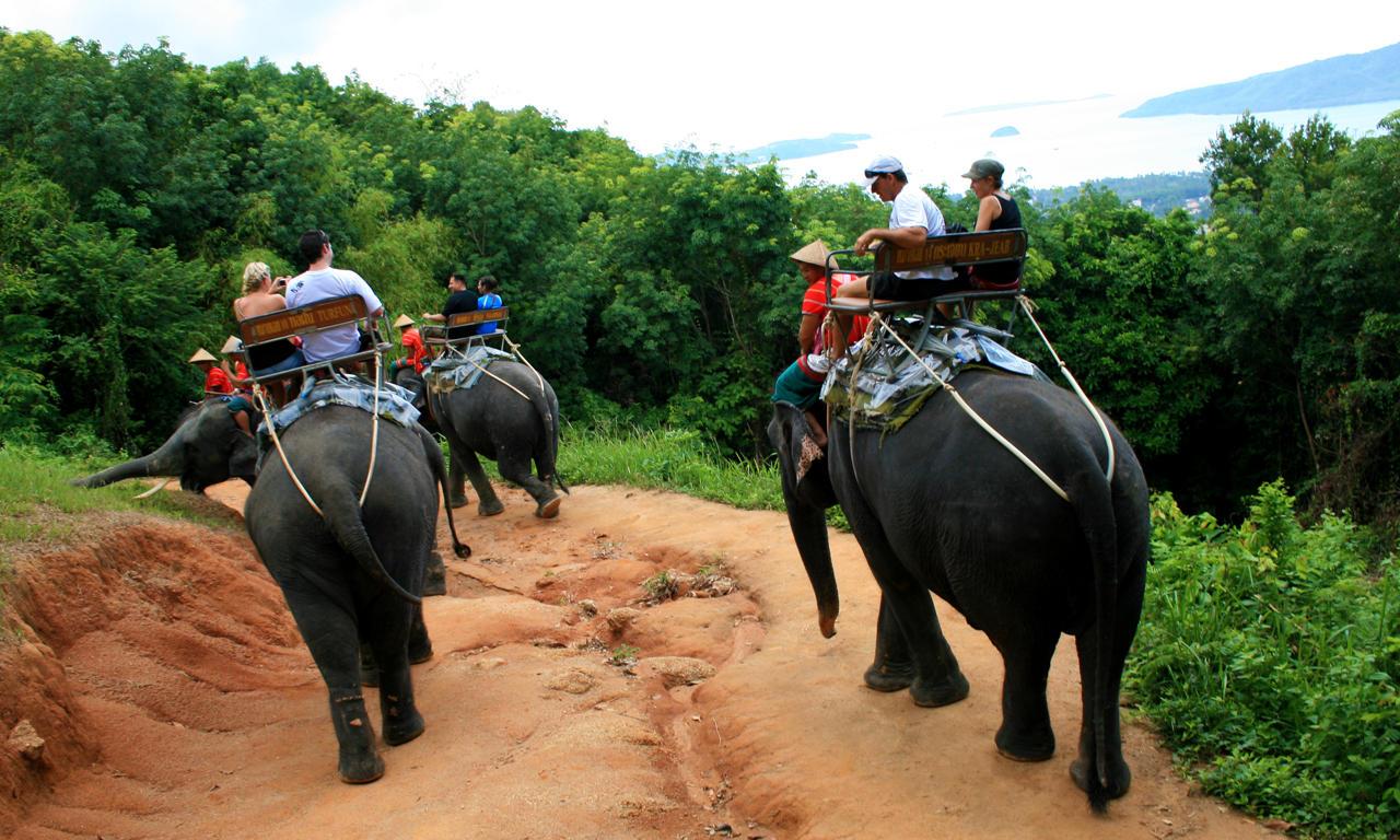 Phuket Elephant Trekking Tours