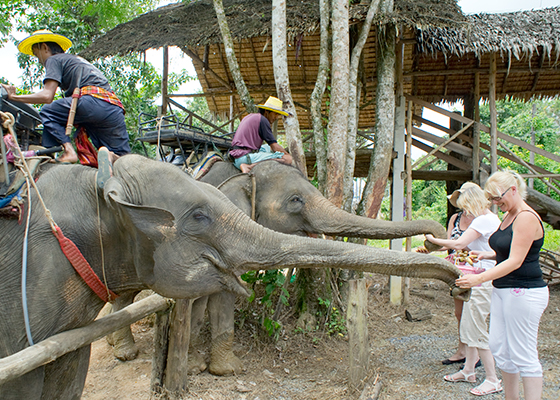 Phuket Elephant Trekking Tours