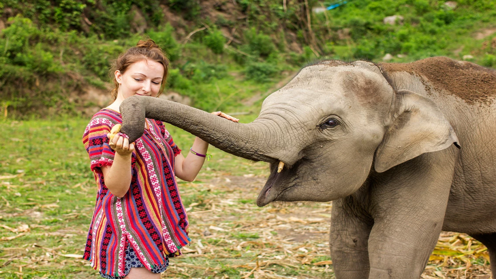 Elephant  Jungle Sanctuary Tour