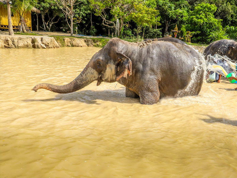 Elephant Green Sanctuary Park