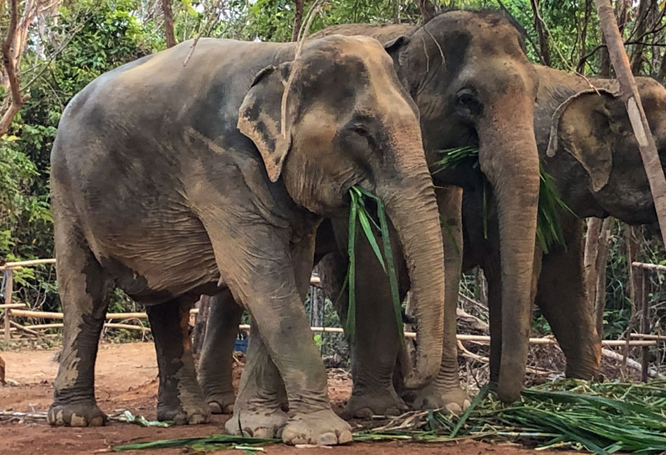 Phuket Elephant sanctuary Tour