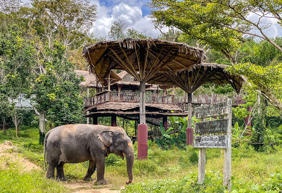 Phuket Elephant sanctuary Tour