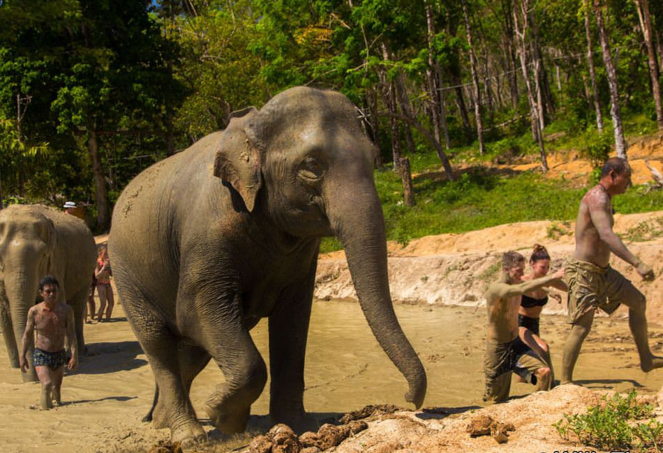 Phuket Elephant sanctuary Tour