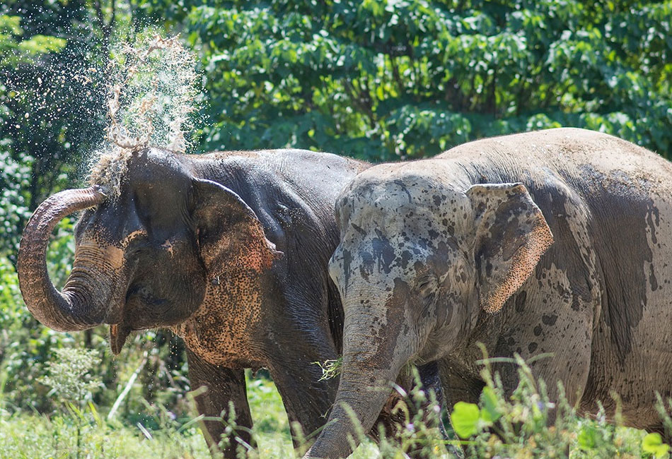 Elephant Wildlife Sanctuary