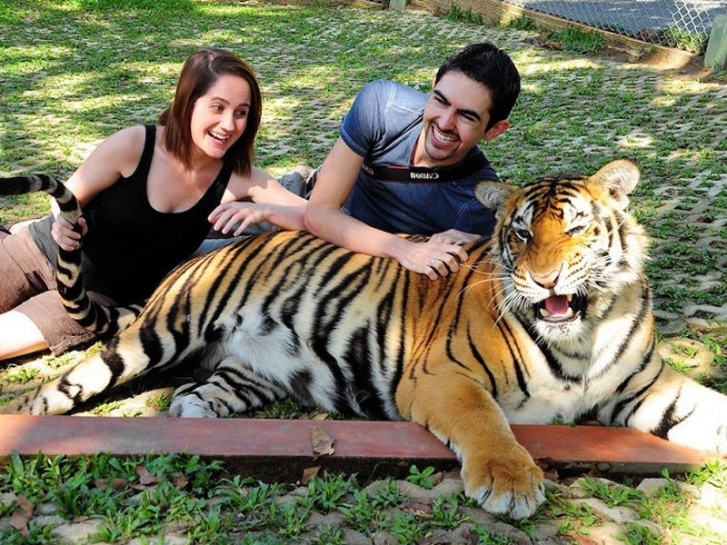 Phuket City & Tiger Kingdom Tours Phuket