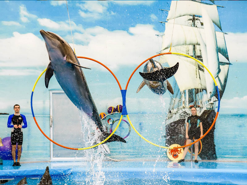 Phuket Dolphin Show