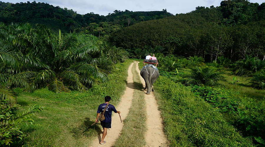 Private Khao Sok Safari Tour